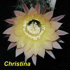 EP-H. Christina.4.2.jpg 